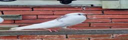 Pigeons birds for sale: Pair of Pouter Pigeons for sale - Advert 6