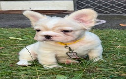 French Bulldog dogs for sale: Fluffy French bulldogs pending pink & testable  - Image 10