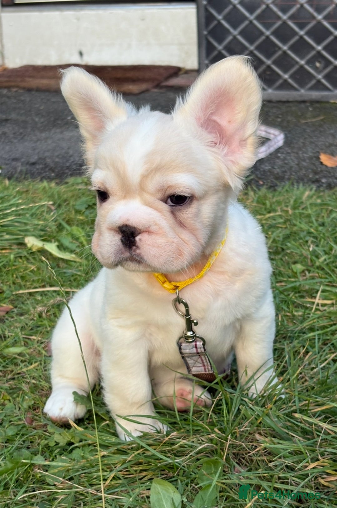 French Bulldog dogs for sale: Fluffy French bulldogs pending pink & testable  - Image 10
