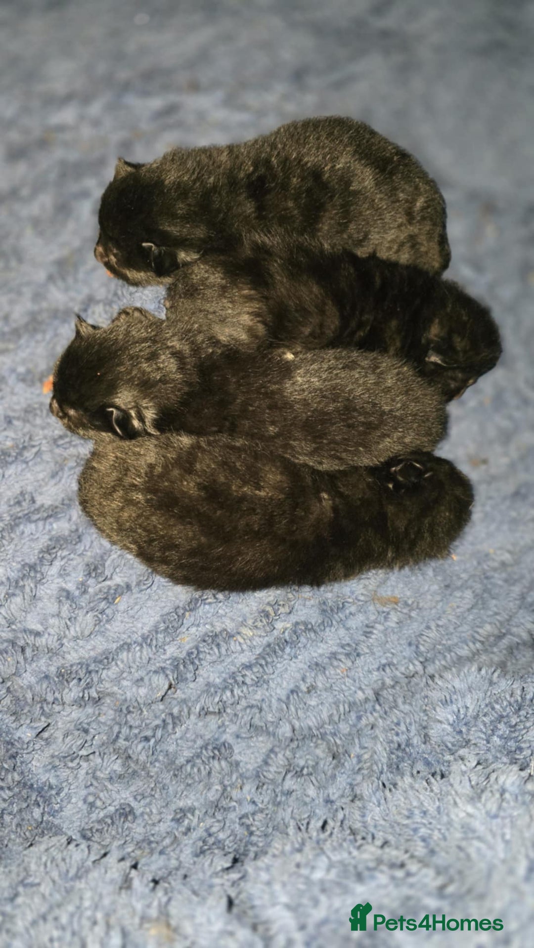 Bengal cats for sale: Four beautiful mix bangal Maine Coon kittens  - Advert 3