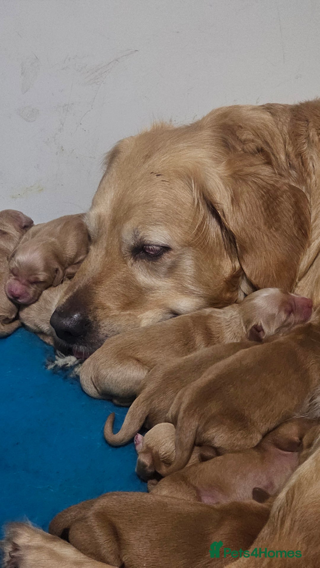 Golden Retriever dogs for sale: Amazing shades long awaited litter - Advert 4