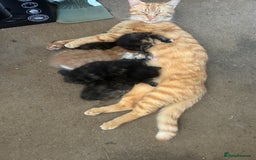 Mixed Breed cats for sale: A BOY AND A GIRL, READY NOW  - Image 21
