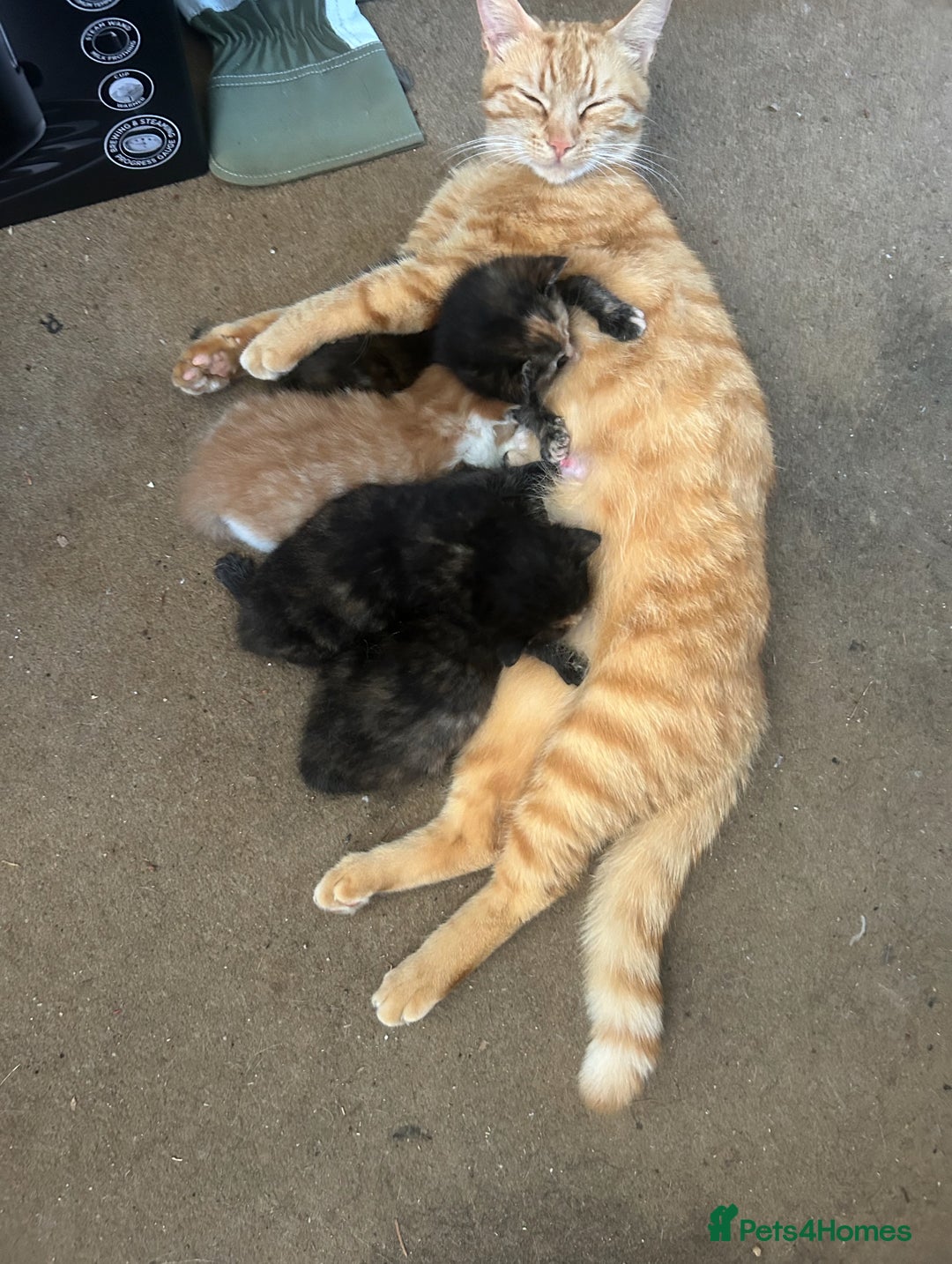 Mixed Breed cats for sale: A BOY AND A GIRL, READY NOW  - Image 21