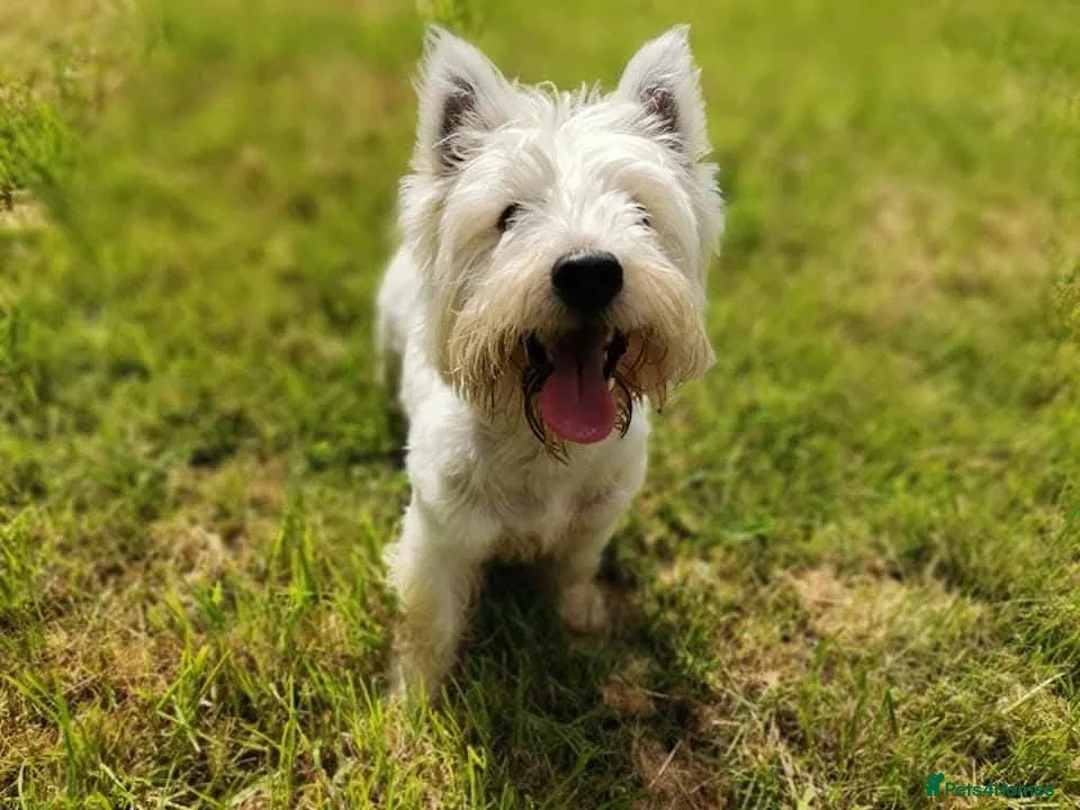 West Highland Terrier dogs for stud: West Highland White Terrier for stud  - Advert 2