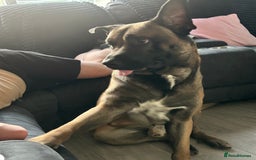 Belgian Shepherd Dog dogs for sale: Belgium Shepard  - Image 4