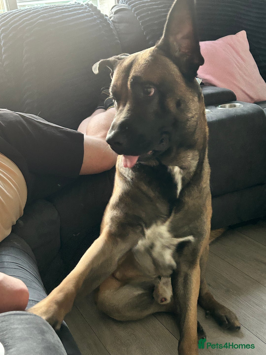 Belgian Shepherd Dog dogs for sale: Belgium Shepard  - Image 4