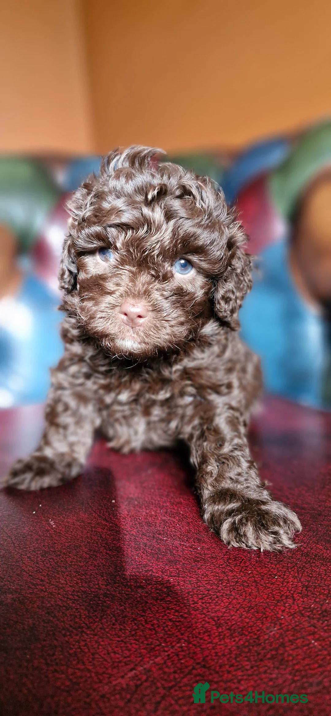 Cavapoo dogs for sale: Gorgeous f1bb Cavapoo pups. Health tested parents  - Advert 7