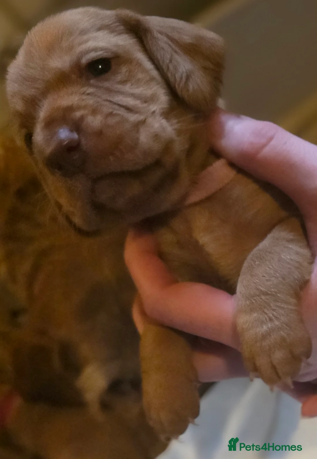 Mixed Breed dogs for sale: Hungarian vizsla cross cocker spaniel puppies - Advert 2