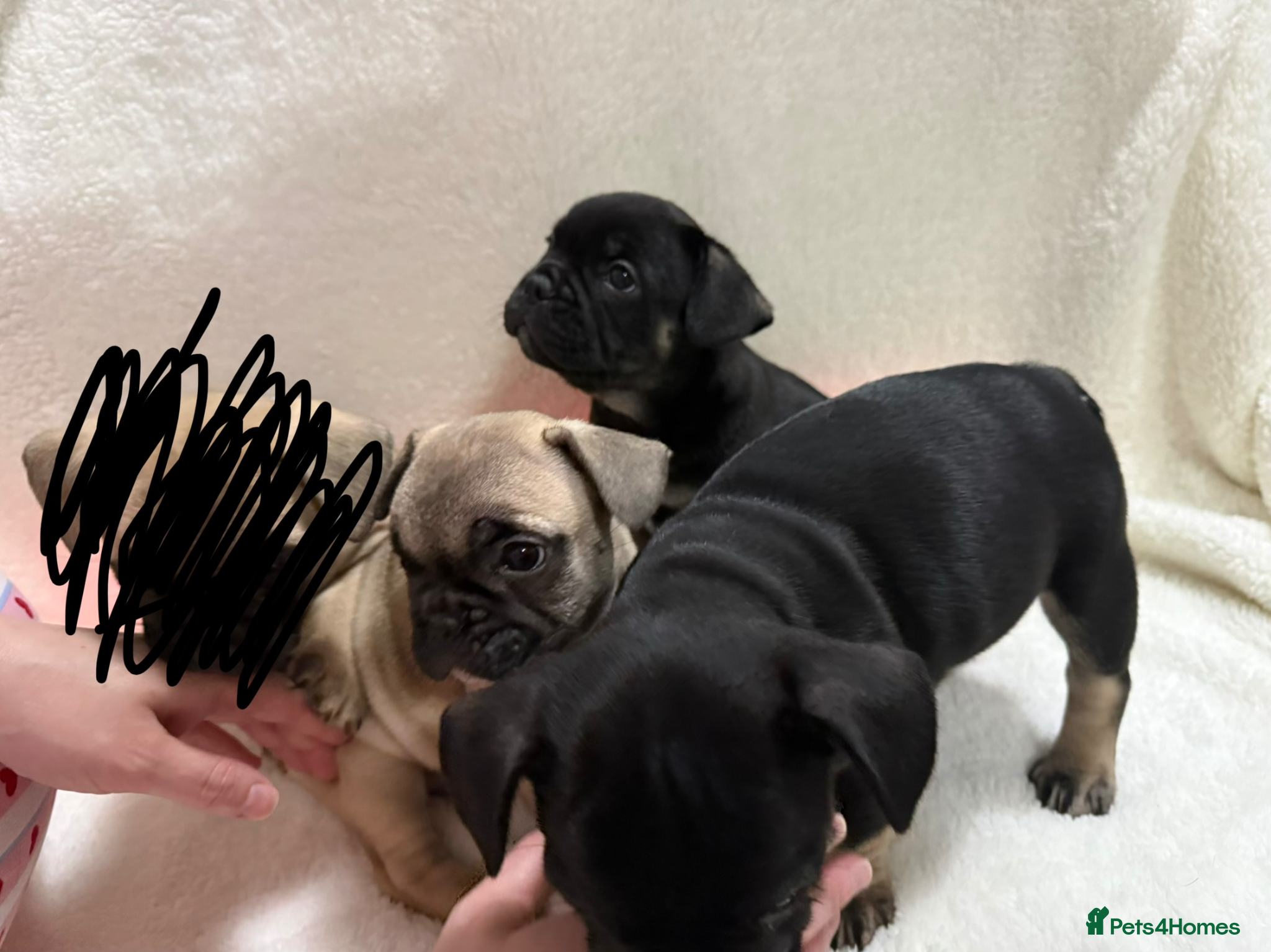 French Bulldog dogs 🐶French Bulldog Puppies For Sale – Ready Soon🐶 - Advert 18