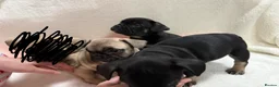 French Bulldog dogs for sale: 🐶French Bulldog Puppies For Sale – Ready Soon🐶 - Advert 1