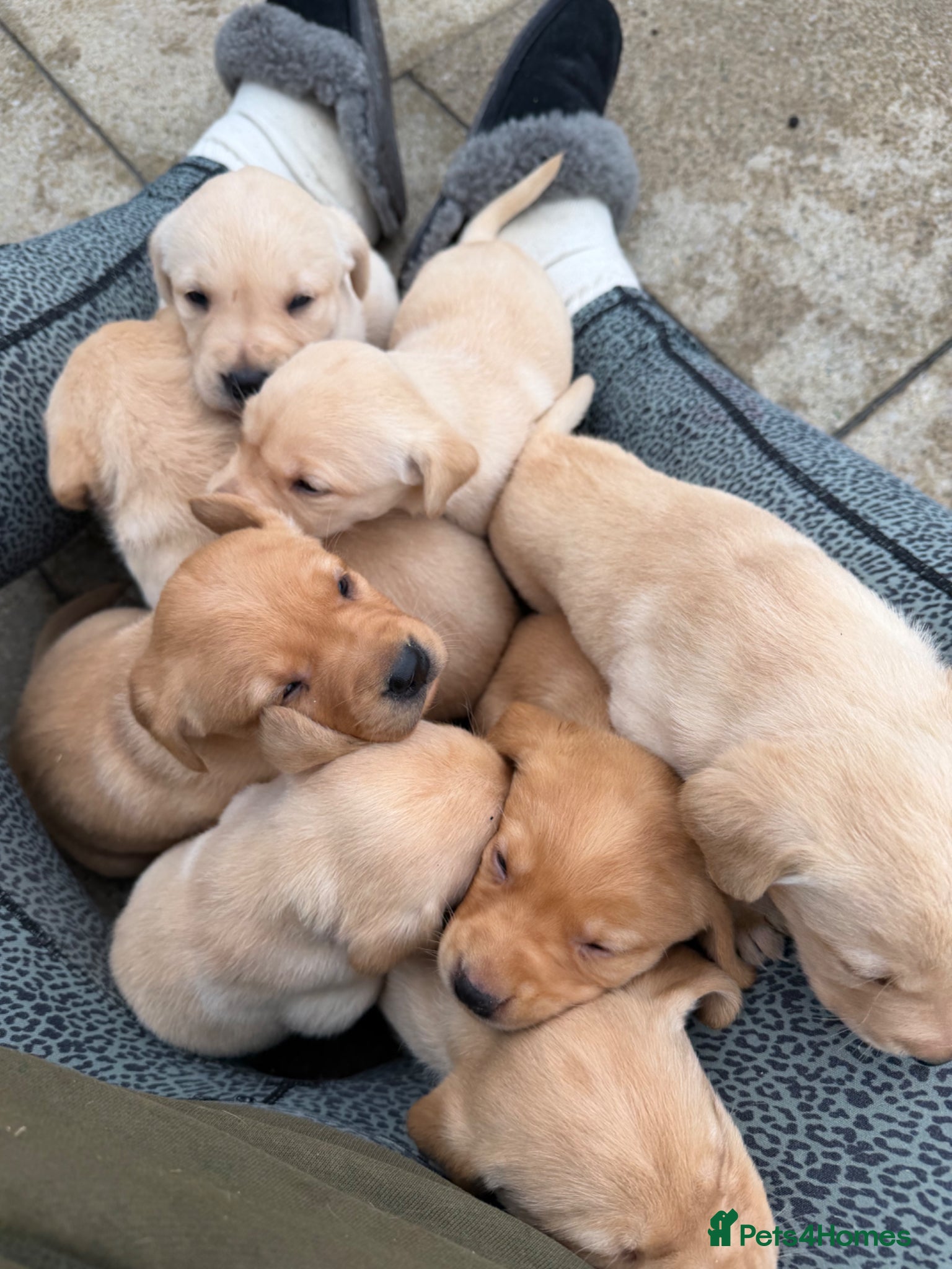 Labrador Retriever dogs KC registered Fully health tested Labrador pups - Advert 20