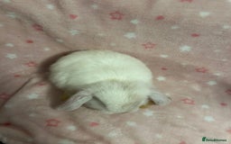 Mini Lop rabbits for sale: Mini Lop bunnies (3 Girls, 1 Boy) Ready to go - Image 3