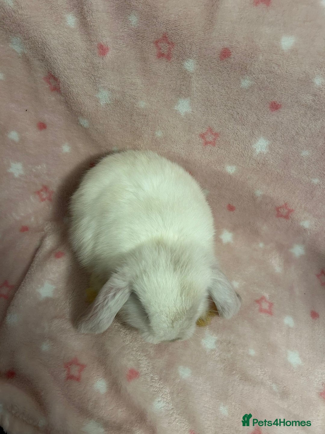Mini Lop rabbits for sale: Mini Lop bunnies (3 Girls, 1 Boy) Ready to go - Image 3