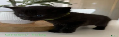 Green/Toby.