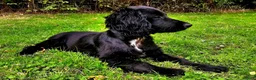 Cocker Spaniel dogs for sale: Cocker Spaniel Puppies - Advert 2