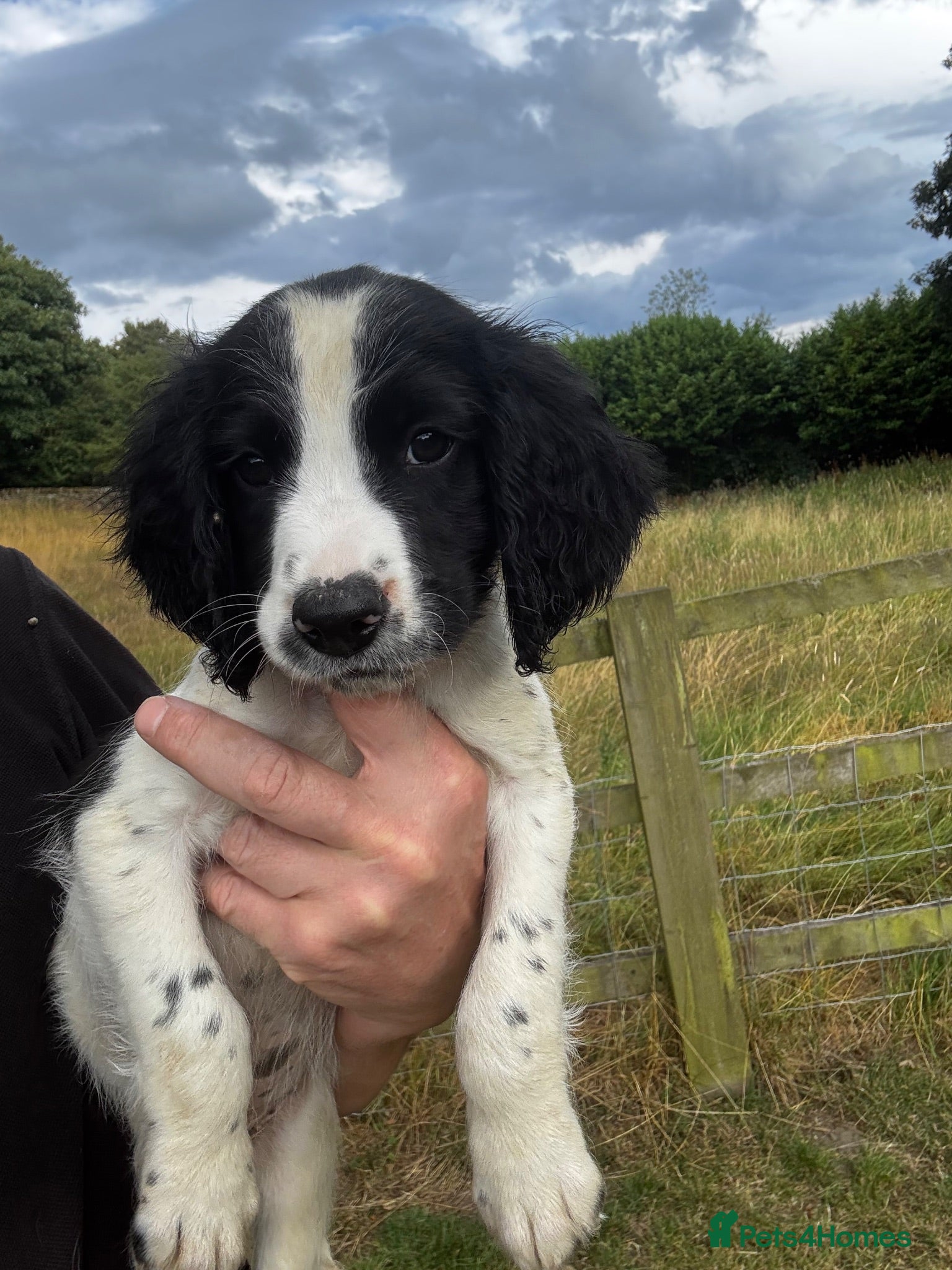 English Springer Spaniel dogs Exceptionally well bred springer dog pup READY NOW - Advert 3