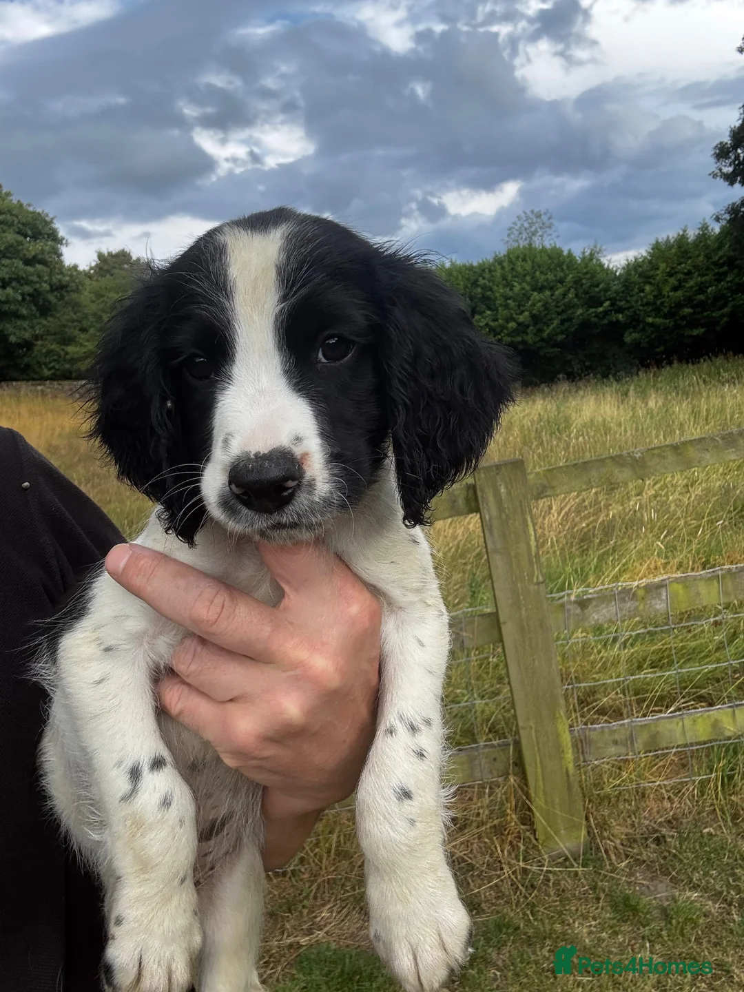 English Springer Spaniel dogs for sale: Exceptionally well bred springer dog pup READY NOW - Advert 1