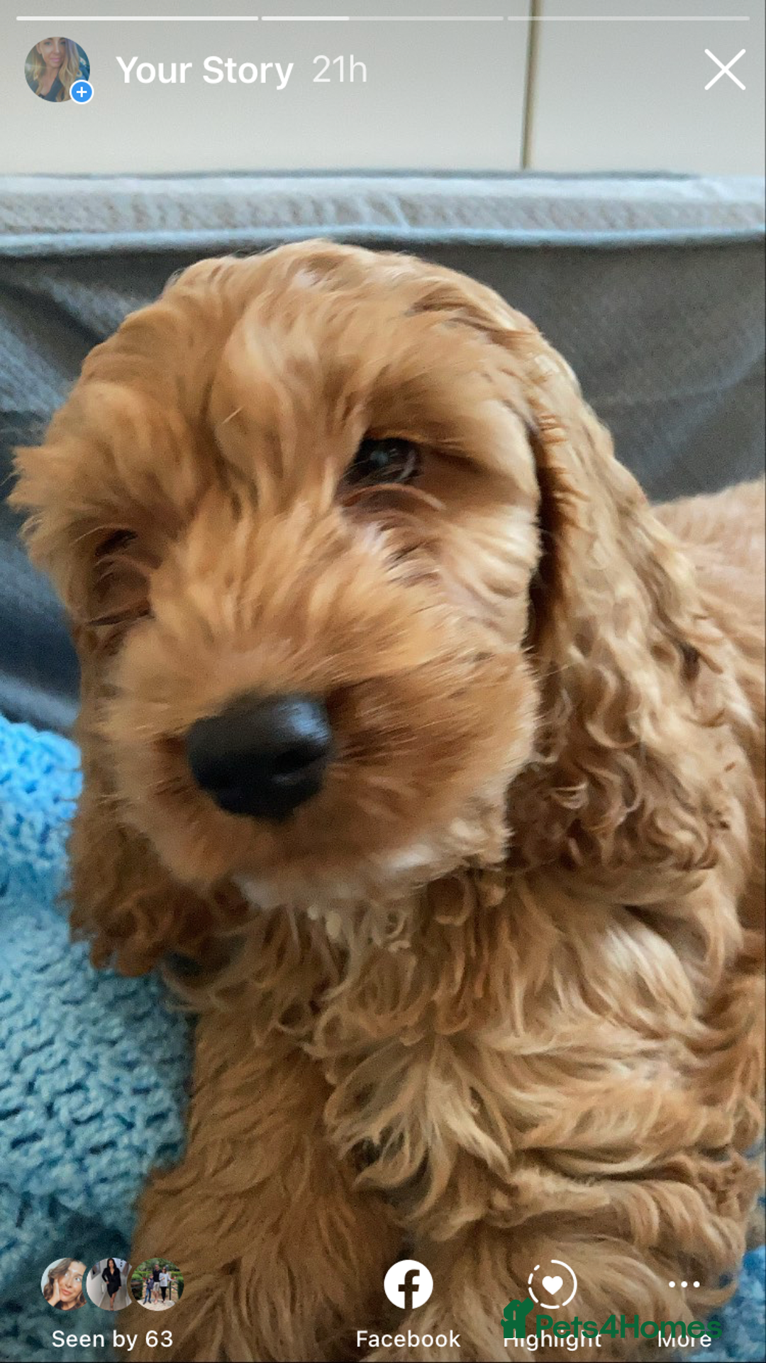 Cockapoo dogs for stud: Cockerpoo for stud  - Advert 11