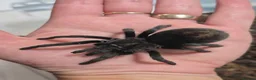 Tarantulas invertebrates for sale: Tarantula list - Advert 1