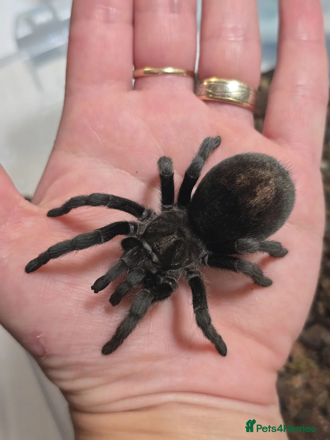 Tarantulas invertebrates for sale: Tarantula list - Advert 1