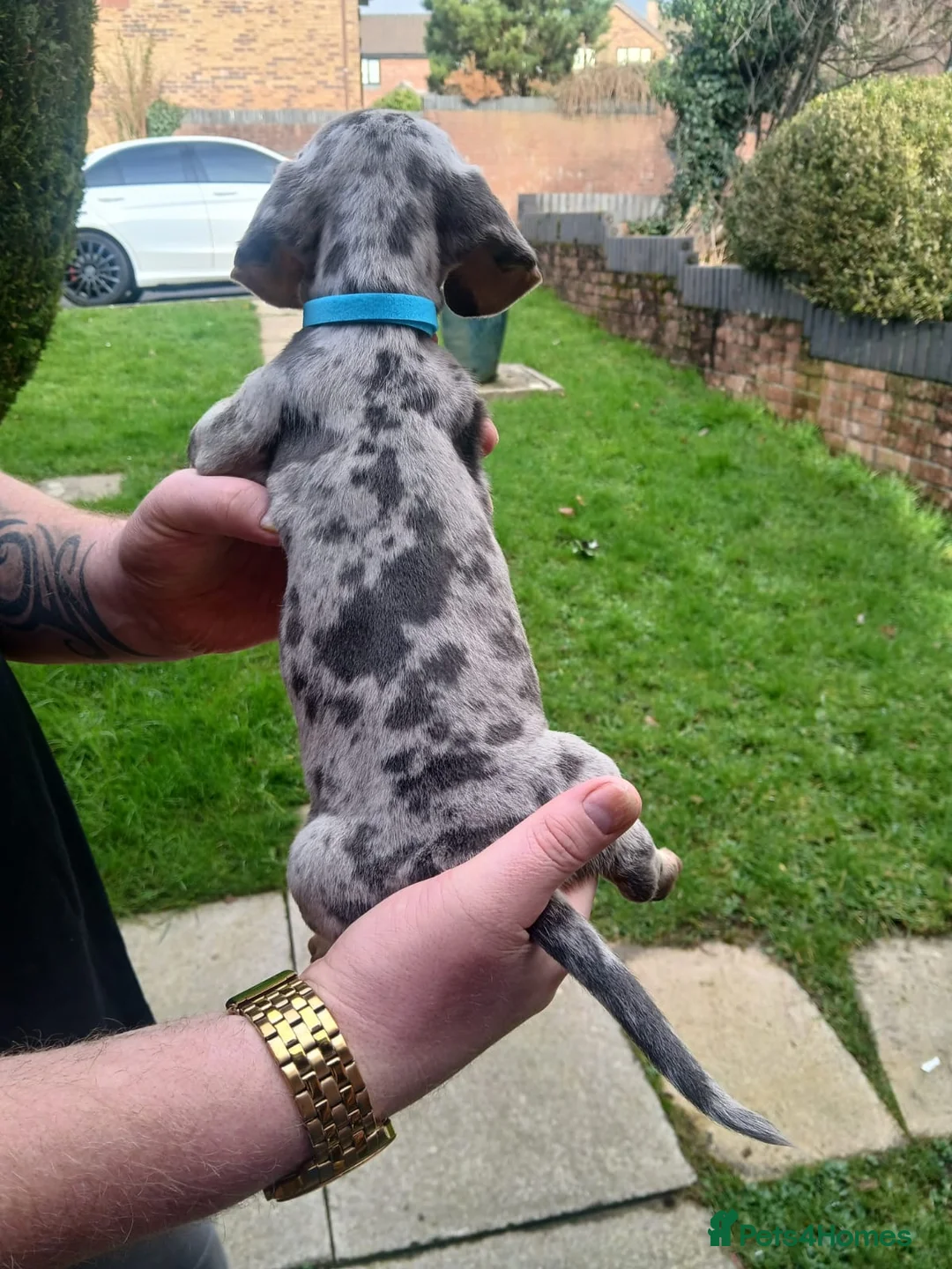 Miniature Dachshund dogs for sale: miniature dachshund puppies  - Advert 5