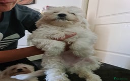 Bichon Frise dogs for sale: 2 Fluffy Bichon Frise puppies looking for a home! - Image 7