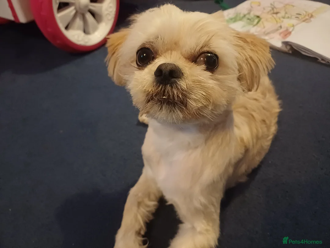 Mixed Breed dogs for sale: Rehoming for bear  - Advert 4