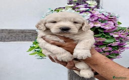Goldendoodle dogs for sale: 2 left gorgeous f1 mini goldendoodle dna clear - Image 13
