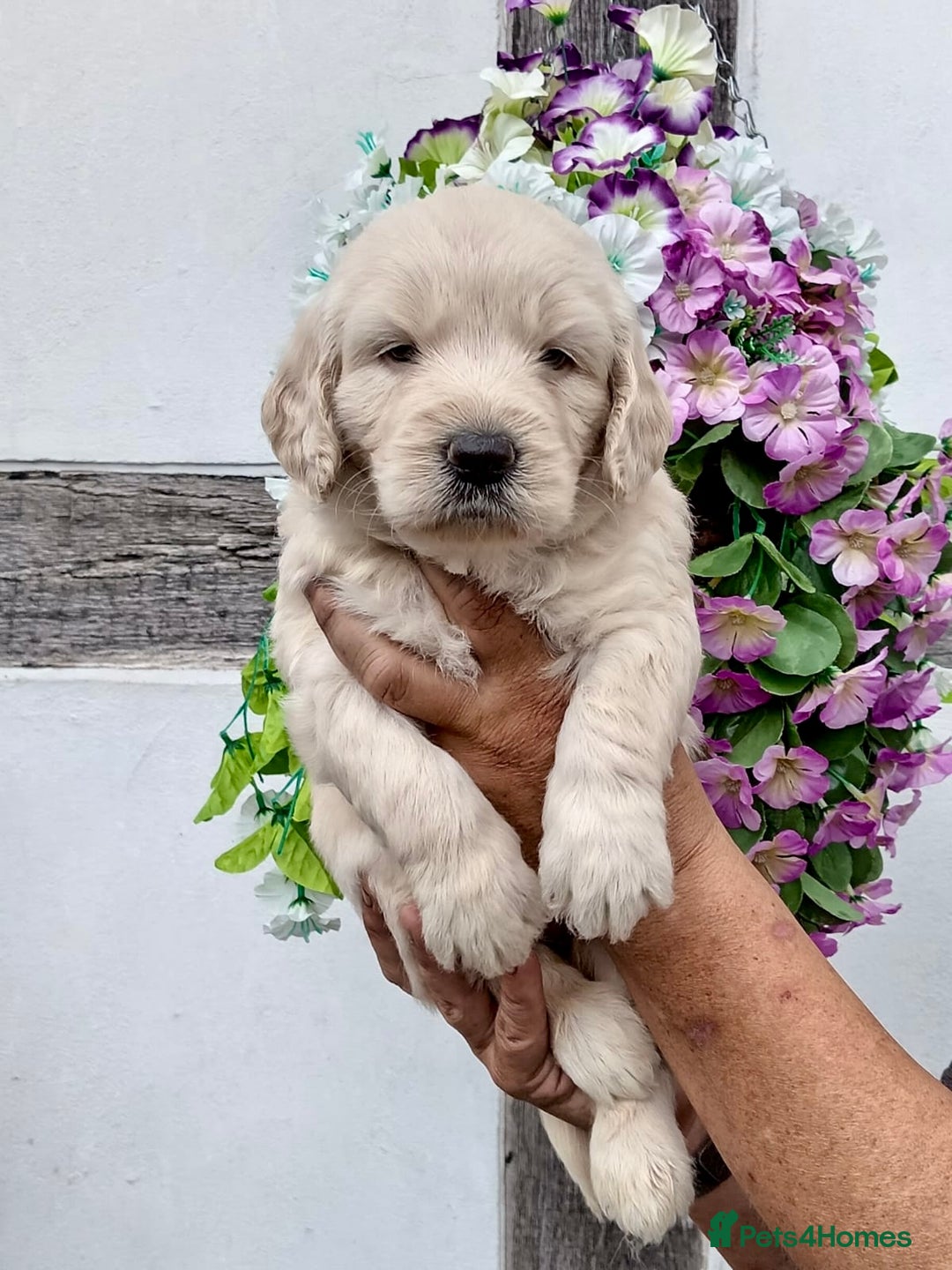 Goldendoodle dogs for sale: 2 left gorgeous f1 mini goldendoodle dna clear - Image 13
