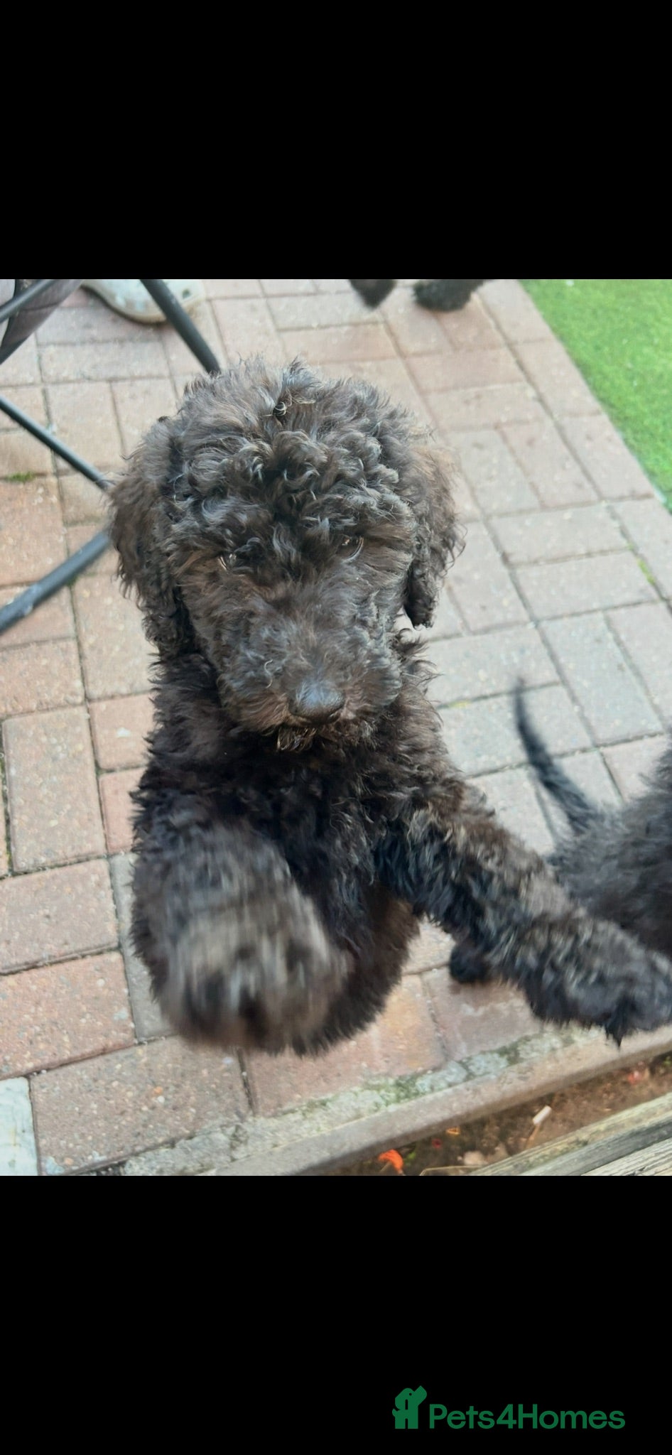 Labradoodle dogs Ready rare silvering f1bb standard labradoodles  - Advert 2