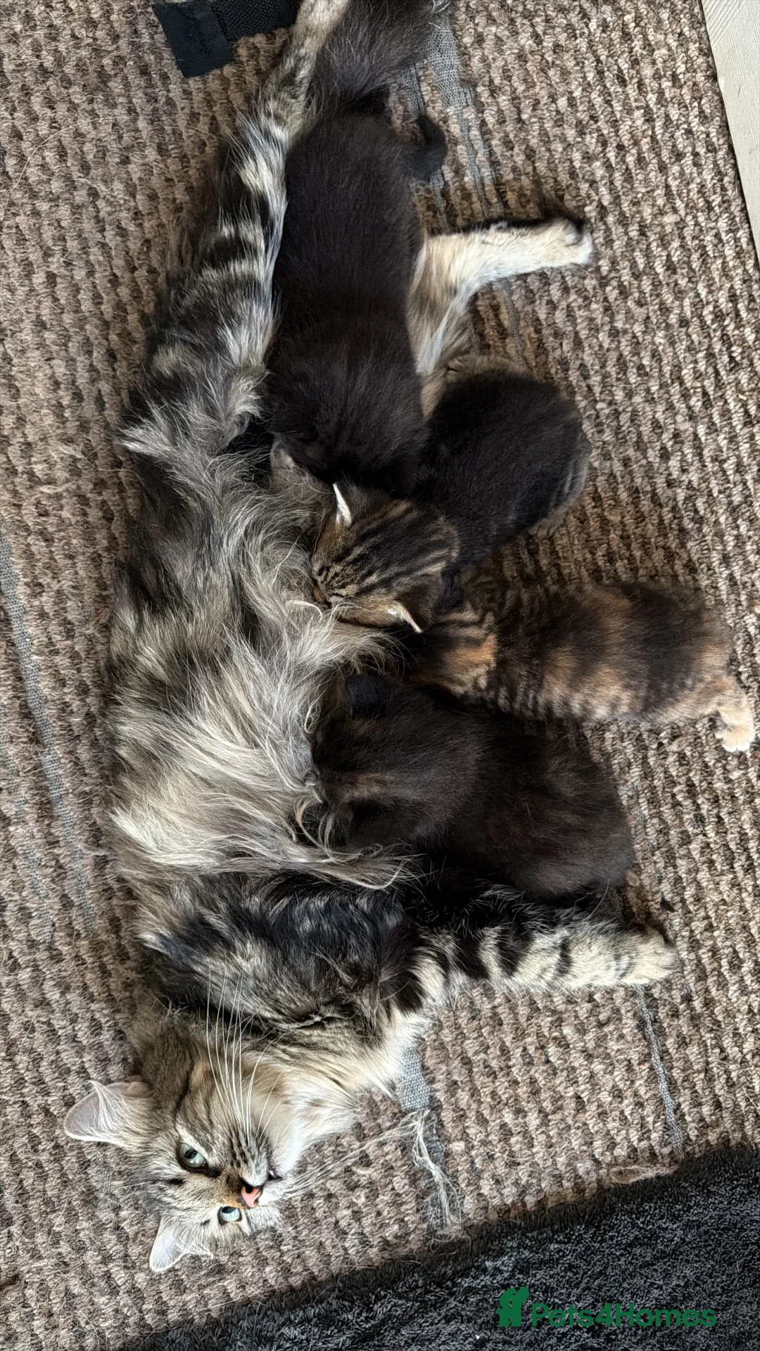 Mixed Breed cats for sale: Kittens for sale Kirkby - in- Ashfield in Nottingham - Advert 2