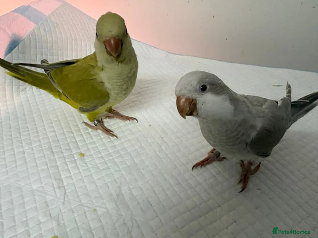 Parrots birds for sale: Hand raised Quaker parrots. 10 months old - Advert 5