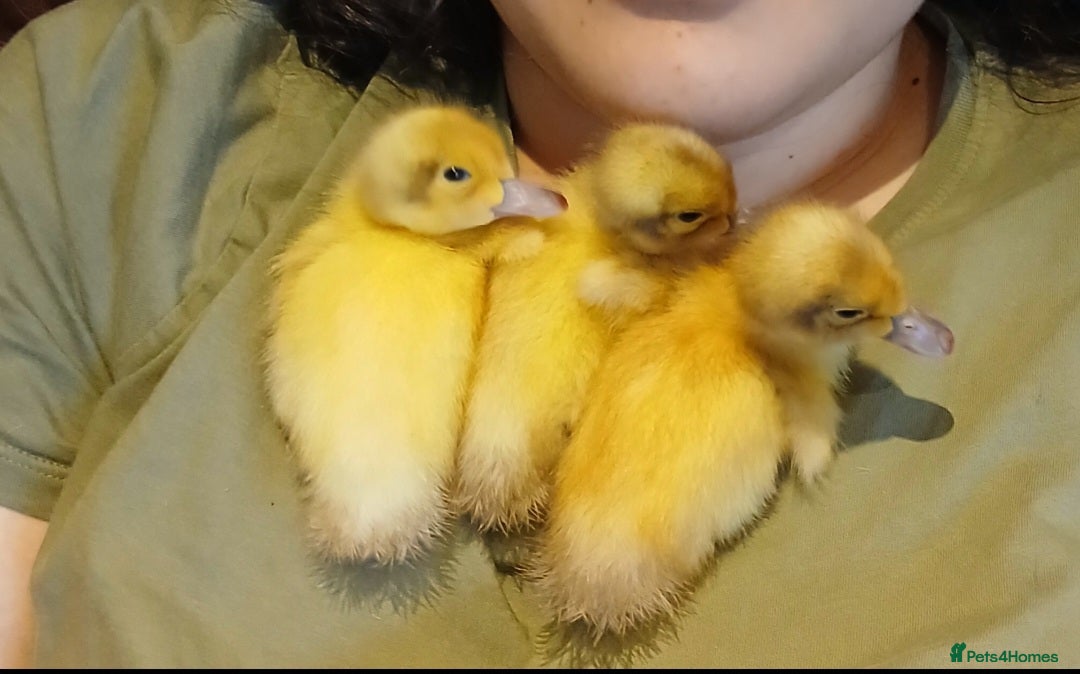 Ducks poultry for sale: Welsh harlequin males x4 - Image 4
