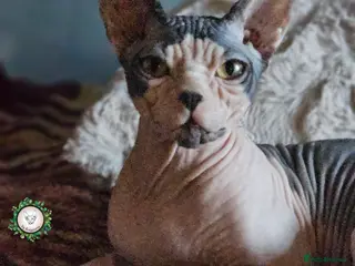 Sphynx cats Beautiful Canadian Sphynx Champion father line ❤️ - Advert 5