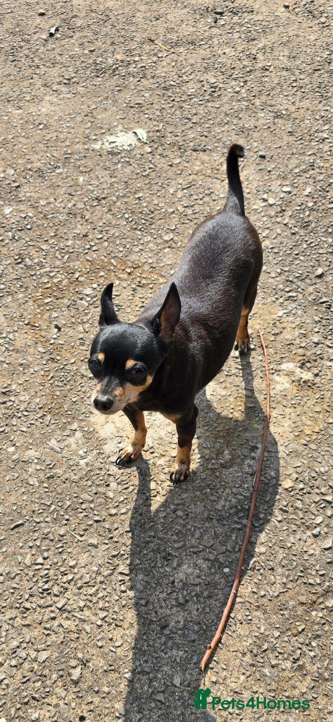 Russian Toy Terrier dogs for sale: Archie chi 😍 in Pontypool - Advert 2