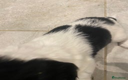 Cocker Spaniel dogs for sale: Cocker Spaniel puppies - Image 20