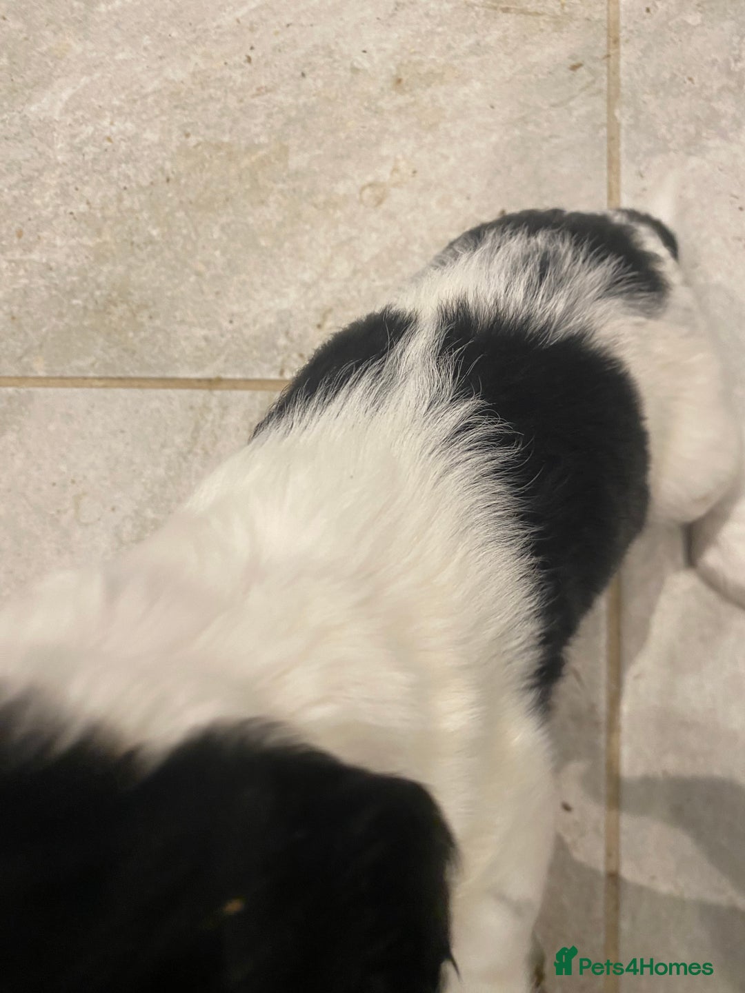 Cocker Spaniel dogs for sale: Cocker Spaniel puppies - Image 20