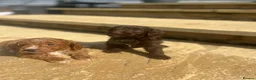 Cockapoo dogs for sale: Cockapoo puppies - Advert 6