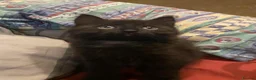 Mixed Breed cats for sale: 4 kitten ready for there forever homes - Advert 20