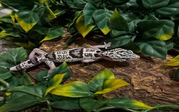 Gecko reptiles for sale: Variety Of Leopard Geckos And Sub-Species For Sale in Fleet - Image 7