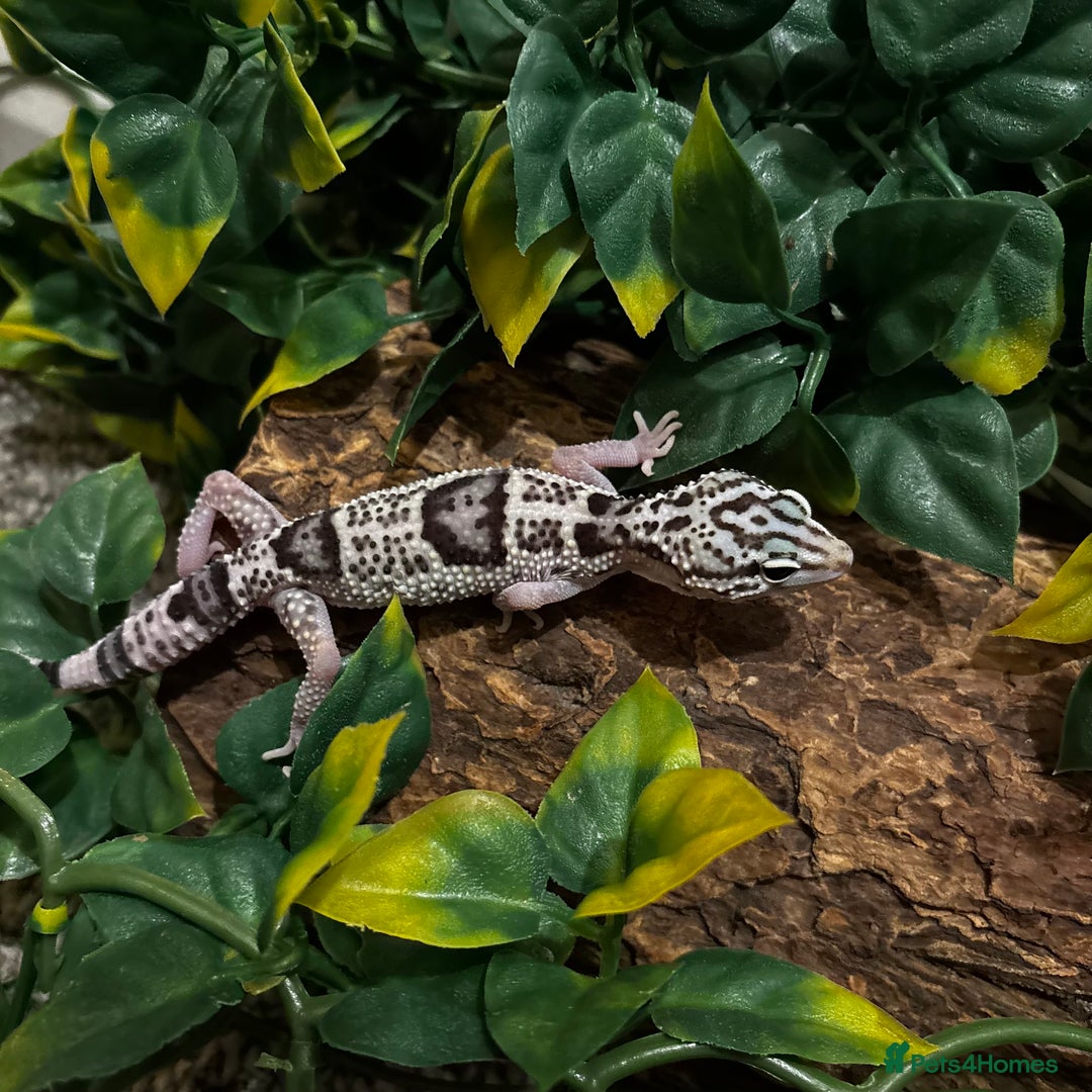 Gecko reptiles for sale: Variety Of Leopard Geckos And Sub-Species For Sale in Fleet - Image 7