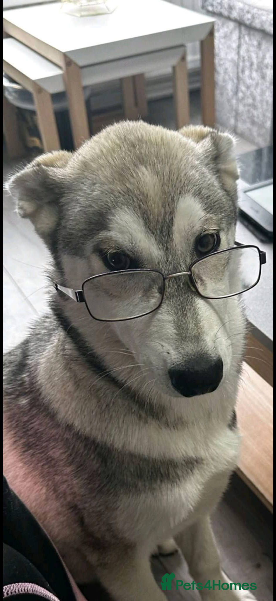 Siberian Husky dogs Siberian Husky Adult (Willow) - Advert 18