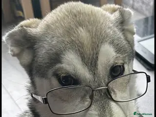 Siberian Husky dogs Siberian Husky Adult (Willow) - Advert 18