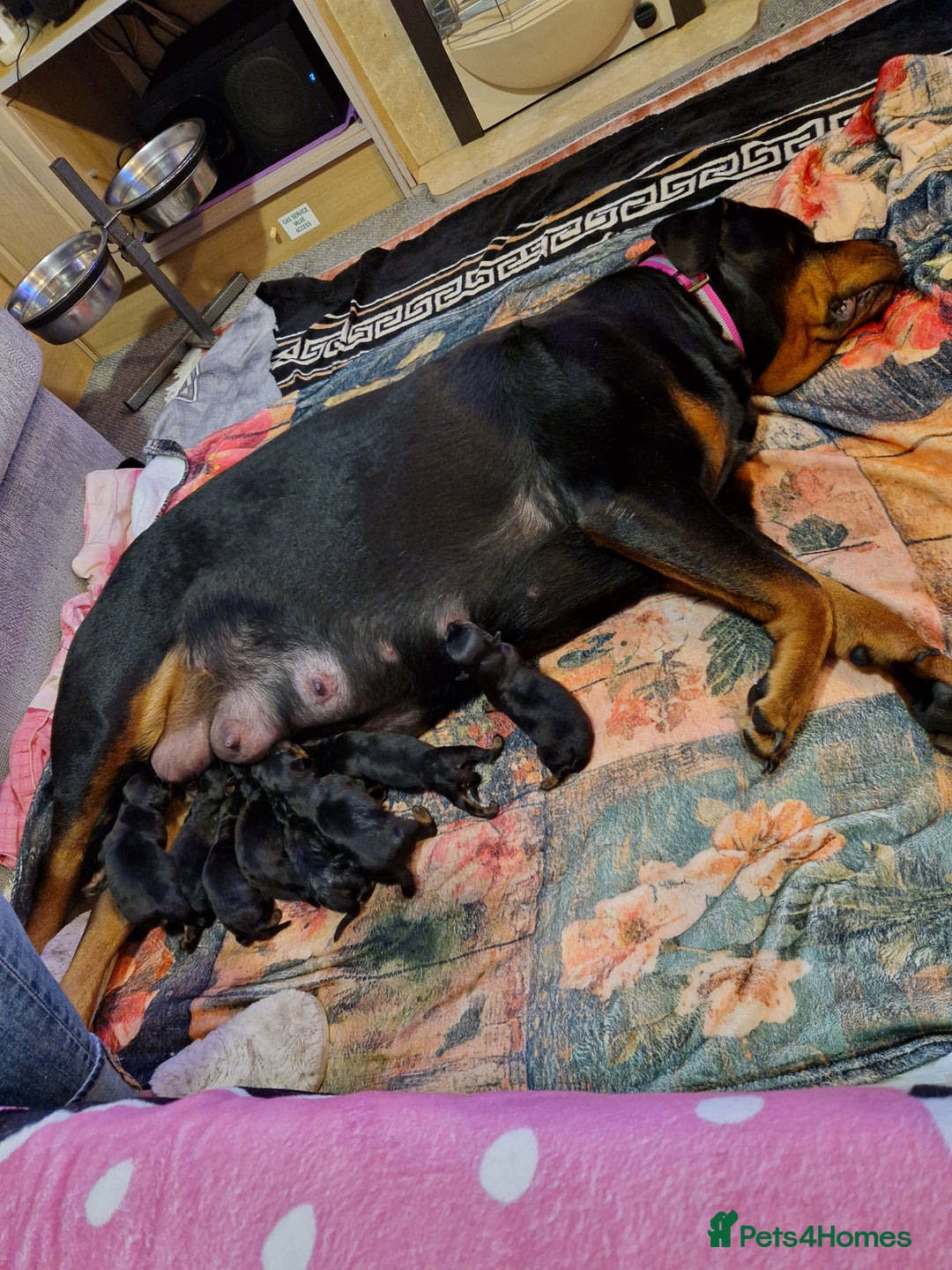 Rottweiler dogs for sale: Rottwailer - Advert 2