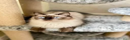 Ragdoll cats for sale: Adult female Ragdoll  in Cupar - Advert 2