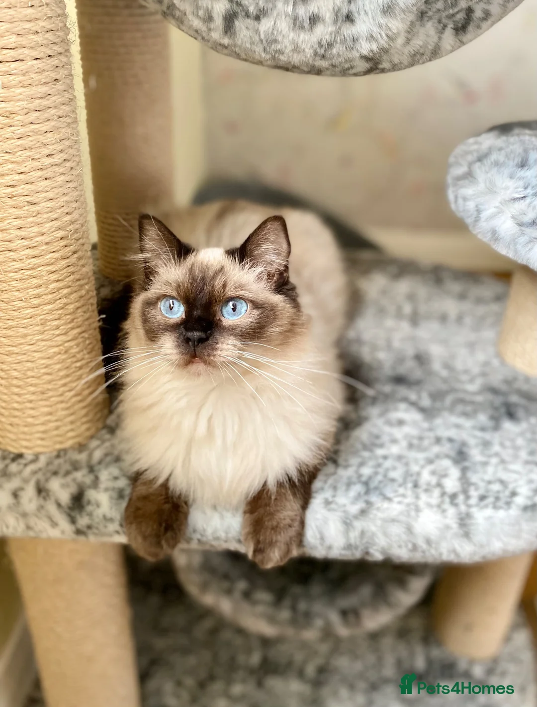 Ragdoll cats for sale: Adult female Ragdoll  in Cupar - Advert 2