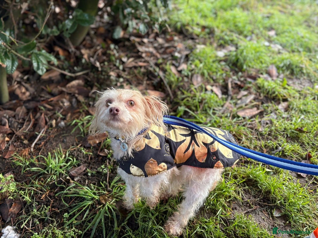 Mixed Breed dogs for adoption: Emerald - Hingham Norfolk  - Advert 7