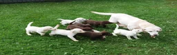 Labrador Retriever dogs for sale: Stunning Health Tested Labrador Puppies - Advert 16