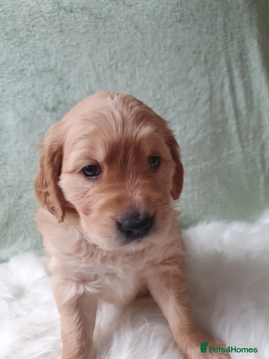 Golden Retriever dogs for sale: KC Registerd golden retriever puppies - Advert 9