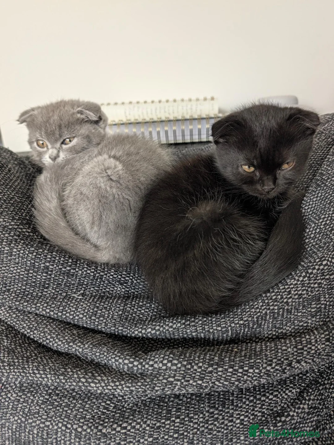 Ragdoll cats for sale: Ragdoll/Scottish fold  in Newmarket - Advert 2